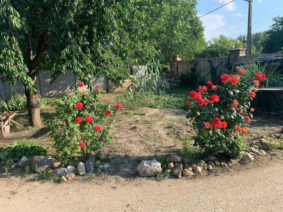 Erd - Csendes, Kenyelmes Csaladi Haz Daire Dış mekan fotoğraf